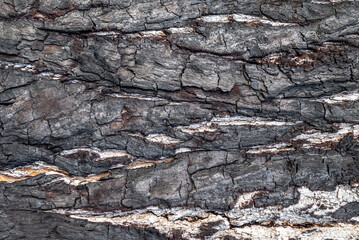 Clear texture of burnt tree bark in high quality. 4k photorealistic texture
