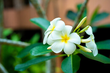 Frangipani tropical flower growing outdoors in thailand