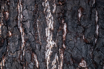 Clear texture of burnt tree bark in high quality. 4k photorealistic texture