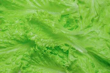 Background image: freshly picked green lettuce leaves