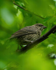Song Bird In Wisconsin