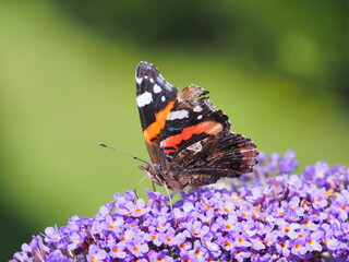 Red Admiral butterfly