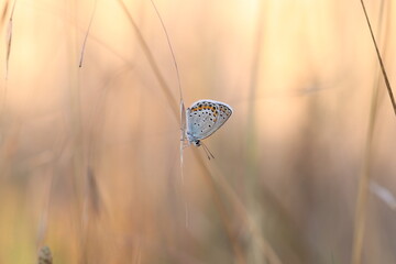 una farfalla su un filo d'erba al tramonto