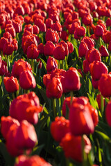 Spring background with red tulips flowers. beautiful blossom tulips field. spring time. banner, copy space