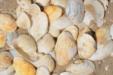 shell, sea, beach, nature, shells, seafood, food, seashell, shellfish, ocean, summer, mollusk, sand, clam, marine, close-up, cockleshells, cockle, seashells, snail, texture, macro, water, collection, 