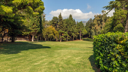 Lawn in the park with pine trees. Summer time. Nature, environment and ecology concept.