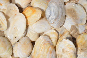 shell, sea, beach, shells, nature, seafood, seashell, ocean, food, shellfish, summer, seashells, marine, mollusk, sand, snail, texture, cockleshells, cockle, object, water, clam, travel, fresh, macro