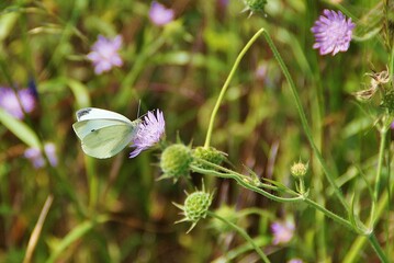 Un papillon au bord d'un chemin