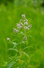 flowers in the meadow