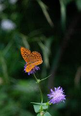 butterfly on flower