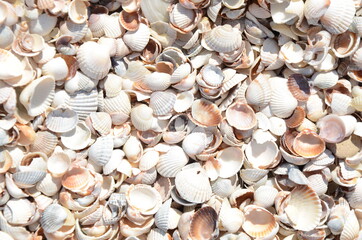 sea, shell, beach, shells, nature, texture, sand, seashell, marine, summer, food, clam, ocean, shellfish, seafood, seashells, backgrounds, coast, travel, collection, life, brown, cockle, closeup, scal