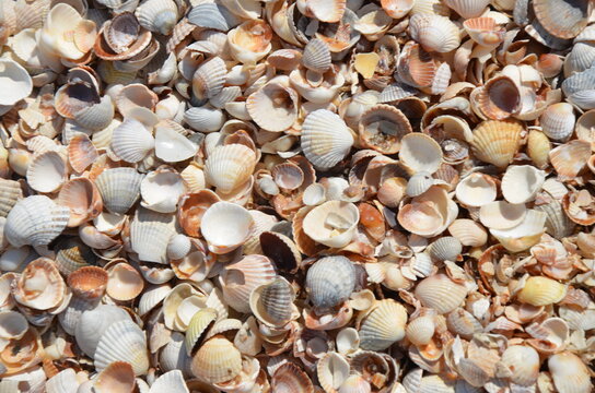 shell, sea, beach, shells, nature, texture, sand, seashell, ocean, marine, food, shellfish, summer, clam, seashells, coast, pattern, seafood, travel, collection, stone, macro, backgrounds, cockle, peb
