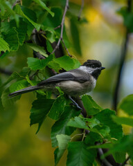 Song Bird In Wisconsin