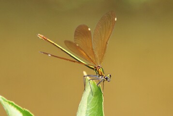 Une Libellule au bord du lac