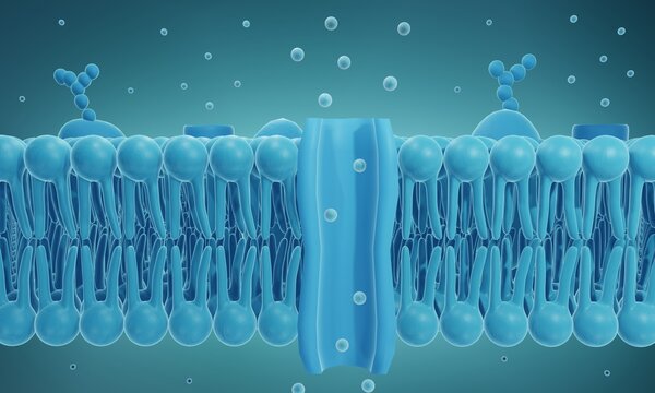 Ion channel in cell membrane