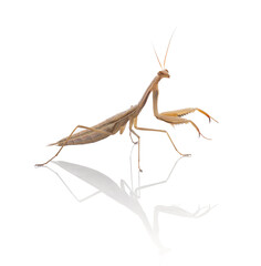  Juvenile praying mantis (Mantis religiosa)