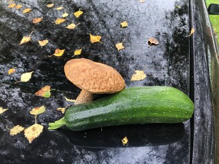 A green zucchini and a large edible forest mushroom lie in the rain on the back window of a black car covered with fallen yellow birch leaves. 