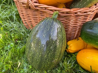 A green striped pumpkin is leaning against a wicker basket on the green grass next to yellow zucchini.