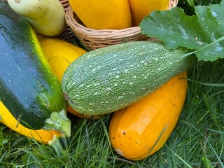 The green striped zucchini lies under its leaf on the yellow zucchini on the green grass. 