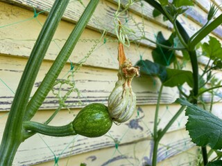 A nascent small watermelon or pumpkin with a wilted flower at the end hangs on a grid near a wooden wall.