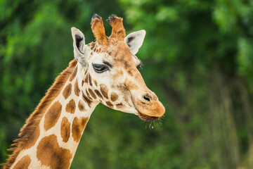 Cute giraffe portrait. Zoom close up photography.