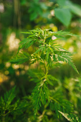 Background of green blooming ragweed, summer plant.