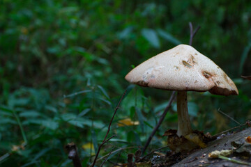 White toadstool in the forest, soft focus background 