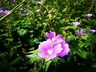 pink and white flowers