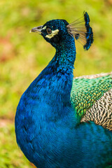Obraz premium Close up side shot of Male colourful peacock in constantia valley Cape Town South Africa