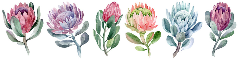 watercolor collection set of protea flowers