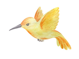 watercolor illustration tropical bird hummingbird
