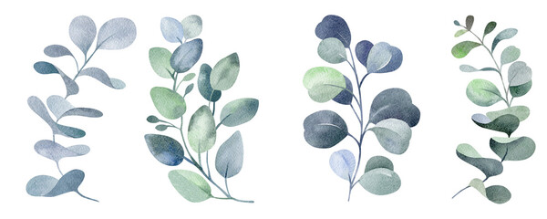 watercolor set of eucalyptus flowers