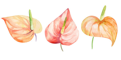 watercolor collection set of anthurium flowers