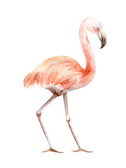 watercolor illustration pink bird flamingo