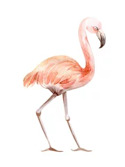 Fotobehang aquarel illustratie roze vogel flamingo © Elena