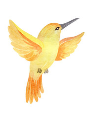 watercolor illustration tropical bird hummingbird