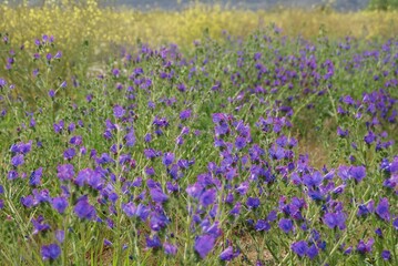 Obraz premium Fleurs sauvages Portugal