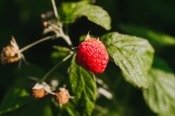 One red raspberry berry hangs on a branch of a bush with green leaves close-up. Summer fruits.