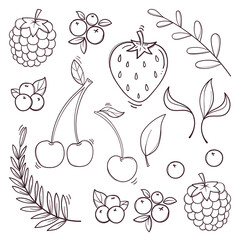 Hand drawn berries set on a white background