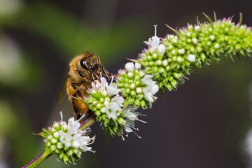 Honeybee in menthe flower 