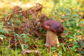 Edible mushroom in a forest on green background, Boletus edulis. Autumn background