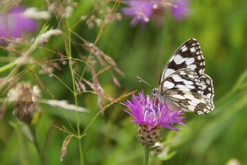 Papillon