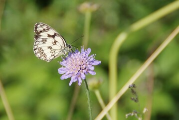 Papillons