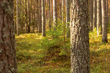 The trunks of pine trees covered with moss in the autumn forest. Autumn natural forest background.