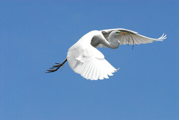 BIRDS- Florida- Close Up of a Great White Egret Flying With Nesting Material in Its Beak