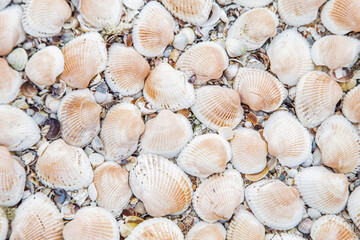 Background, large shells turned upside down on the sand