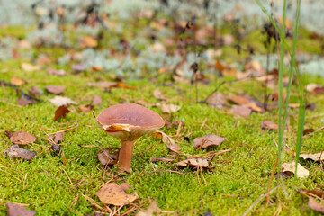 Toadstool, close up of a poisonous mushroom in the forest with copy space