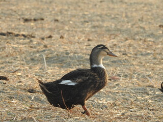 canard