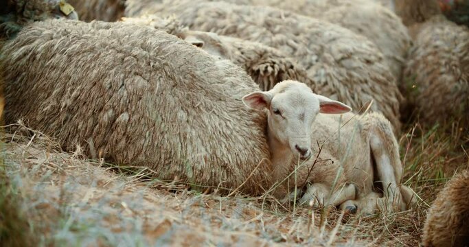 The lamb lies beside the mother, chewing on the grass. The kid is struggling with sleep. In the early morning, the sheep rest in the field. High quality 4k footage