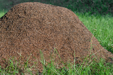 huge anthill with big red ants in the forest close. High quality photo